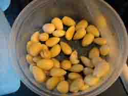 JM_pateamandes1.jpg